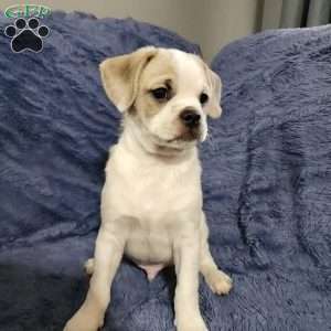 Polarbear, Pug Mix Puppy